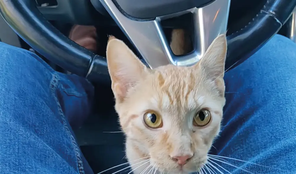 El gatito se acurrucó en las piernas del joven y se acercó a su cara para recibir mimos. Foto: captura de YouTube