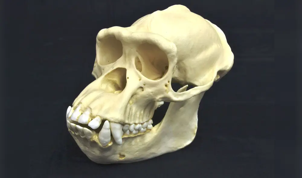 Nuevo estudio revela que, al inicio de su evolución, los humanos tenían colmillos tan grandes como otros simios. Foto referencial de un cráneo de chimpancé /  Wesleyan Osteology Collection