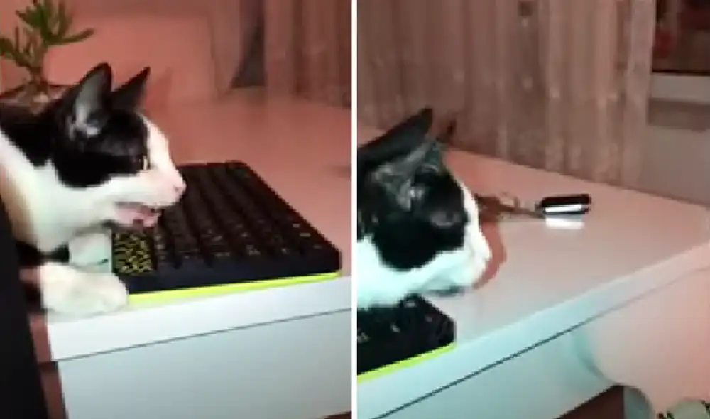 El video ha sido compartido en la página Rumble Viral. Foto: captura de Facebook El video ha sido compartido en la página Rumble Viral. Foto: captura de Facebook