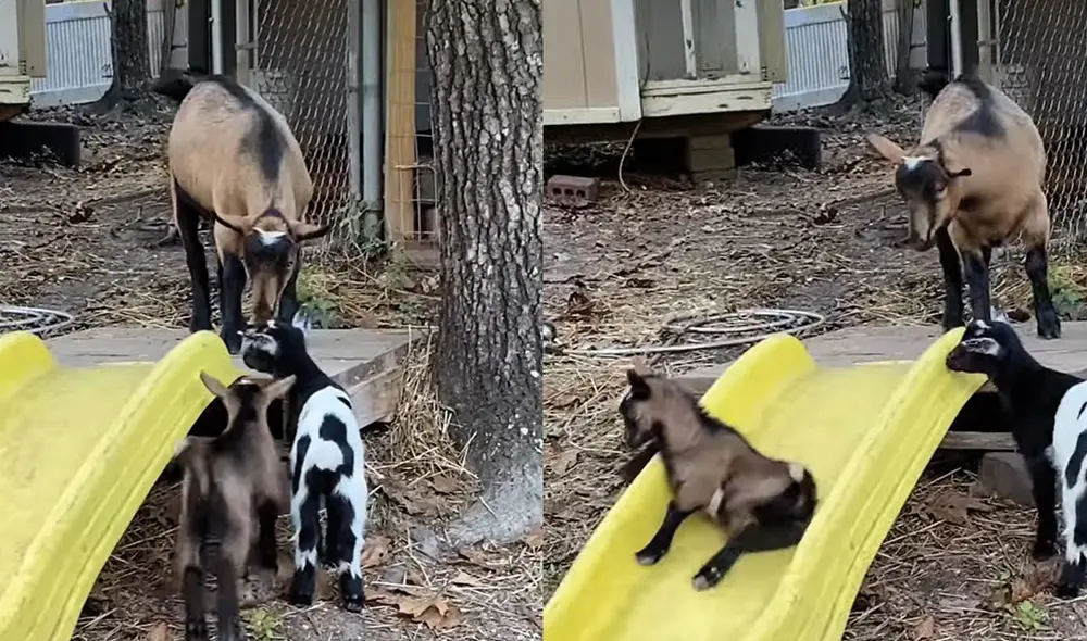 La cabra no se dio cuenta de la estructura y cayó involuntariamente. Foto: captura de YouTube