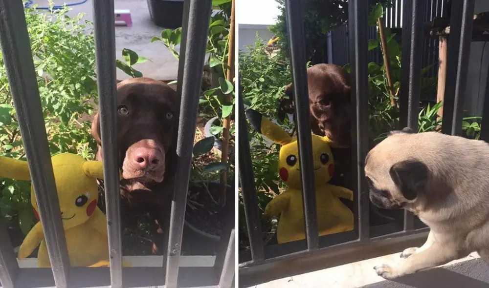 Pese a que estaban separados por una reja, nada impidió que unos perritos jueguen con sus muñecos favoritos y formen una gran amistad. Foto: Petshare/ Facebook
