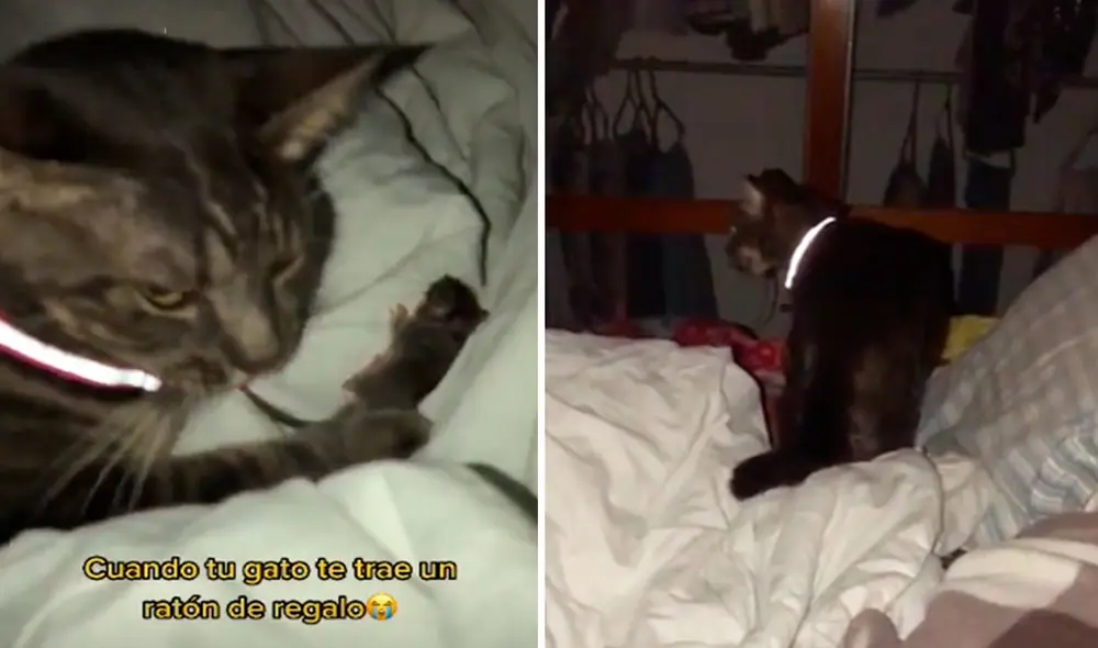 Un travieso felino se subió a la cama de su dueña para presentarle a su ‘nuevo amigo’, sin imaginar que iba a causar un tremendo susto. Foto: captura de TikTok Un travieso felino se subió a la cama de su dueña para presentarle a su ‘nuevo amigo’, sin imaginar que iba a causar un tremendo susto. Foto: captura de TikTok