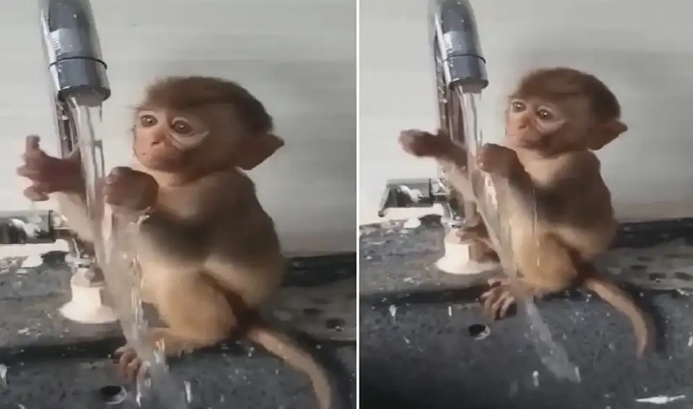 Monito bebé intenta agarrar el agua de un caño y su inocencia roba el corazón de miles. Foto: captura de TikTok