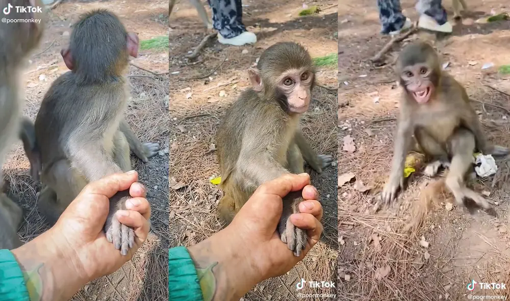 La mujer tomó la mano del primate por un tiempo prolongado. Foto: captura de TikTok