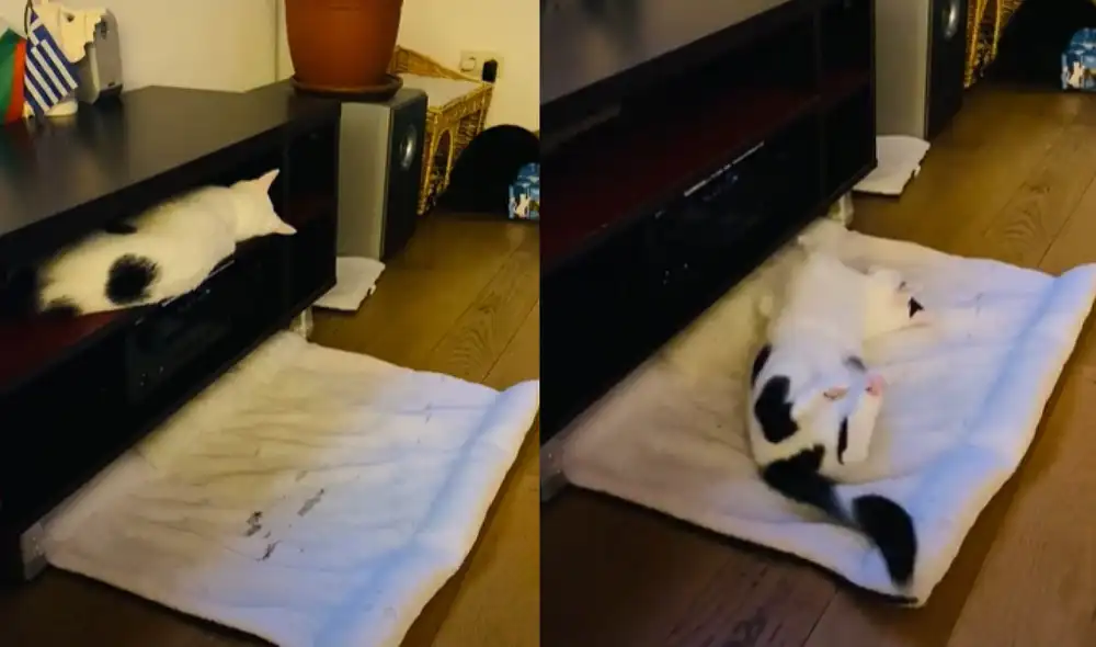 El dueño del felino grabó el preciso momento en que su gato cayó de la repisa. Foto: captura de TikTok El dueño del felino grabó el preciso momento en que su gato cayó de la repisa. Foto: captura de TikTok