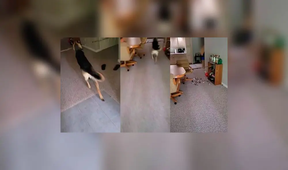 El video acumula cinco millones de visualizaciones. Foto: captura de TikTok El video acumula cinco millones de visualizaciones. Foto: captura de TikTok