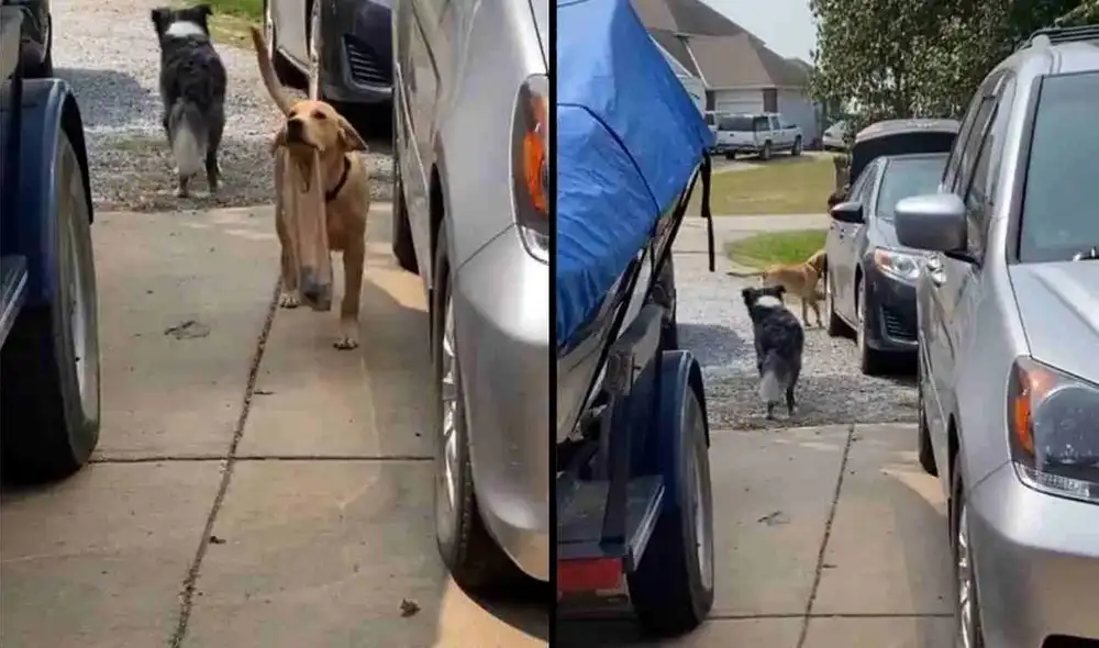 Perrito sorprende al ayudar a su dueña cargando las bolsas del supermercado. Foto: captura de YouTube.