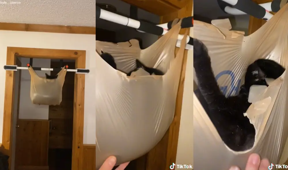 El dueño del felino no dudó en grabar la divertida escena de su gatito acurrucado dentro de la bolsa de plástico. Foto: captura de TikTok El dueño del felino no dudó en grabar la divertida escena de su gatito acurrucado dentro de la bolsa de plástico. Foto: captura de TikTok