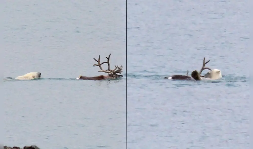 Los osos polares se alimentan primordialmente de focas. Foto: AFP