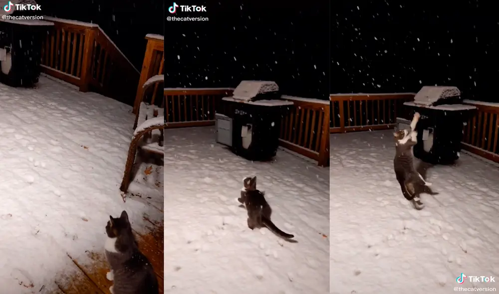 El minino desarrolló una enternecedora actuación en el exterior de su vivienda. Foto: captura de TikTok