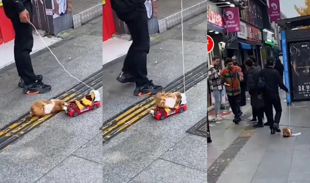 Los usuarios quedaron cautivados con el cuy, en especial por la mascarilla que este portaba cada que se subía a su auto de juguete. Foto: captura de TikTok