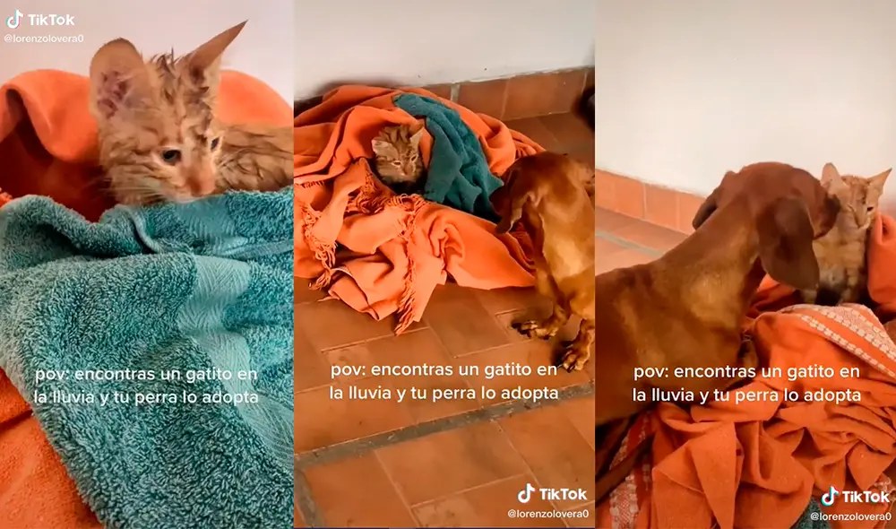 La canina conmovió en las redes con su gran gesto de amor. Foto: captura de TikTok