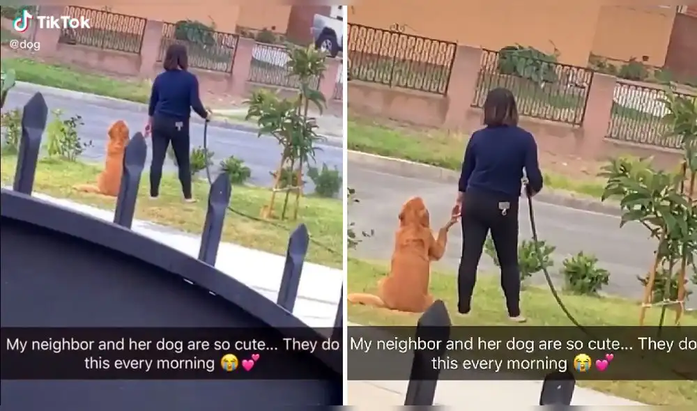 El usuario de TikTok @dog compartió la escena y consiguió más de seis millones de reproducciones. Foto: captura de TikTok