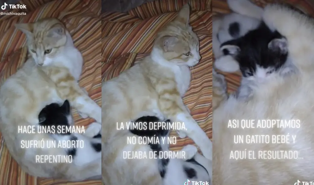 La cuenta @michivaquita está dedicada a las dos mascotas que día a día fortalecen la relación que tienen como si fuesen 'mamá' e 'hijo' gatuno. Video: captura de TikTok