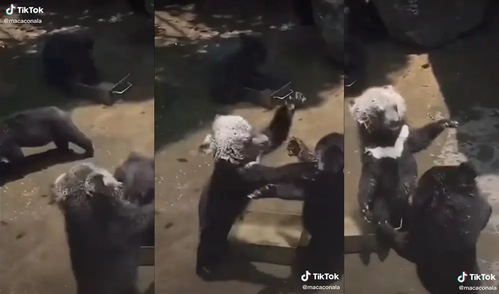Los osos se pelearon encima de un recipiente con agua. Foto: captura de TikTok
