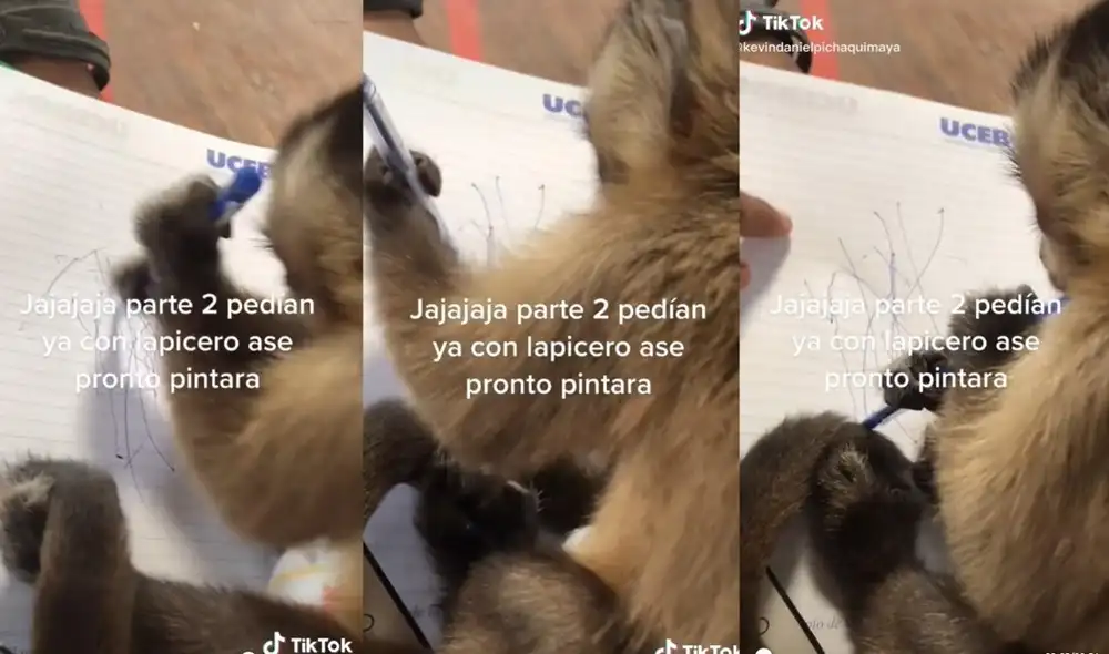 El joven de usuario @kevindanielpichaquimaya comparte a través de sus redes las travesuras y anécdotas que vive junto a su mono a diario. Foto: captura de TikTok