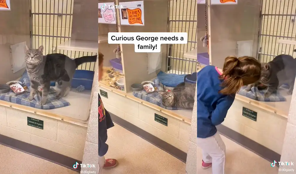 El minino cautivó a los presentes con su enternecedora conducta. Foto: captura de TikTok