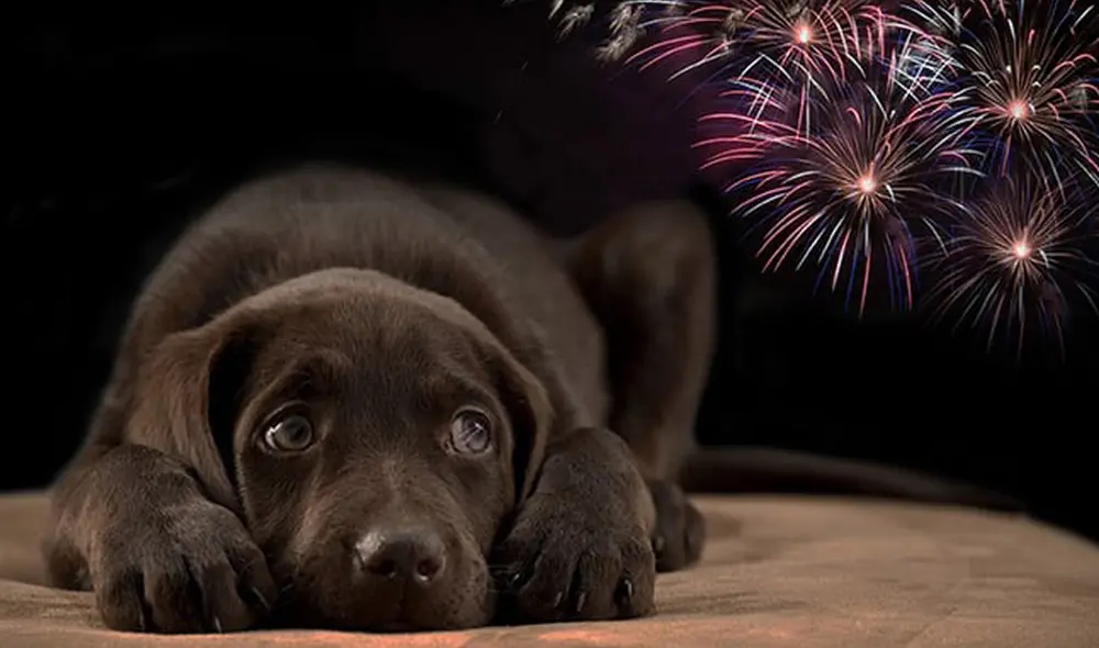 Los canes, por lo general, muestran de manera más notoria su rechazo a los fuegos pirotécnicos. Foto: Wikimascotas