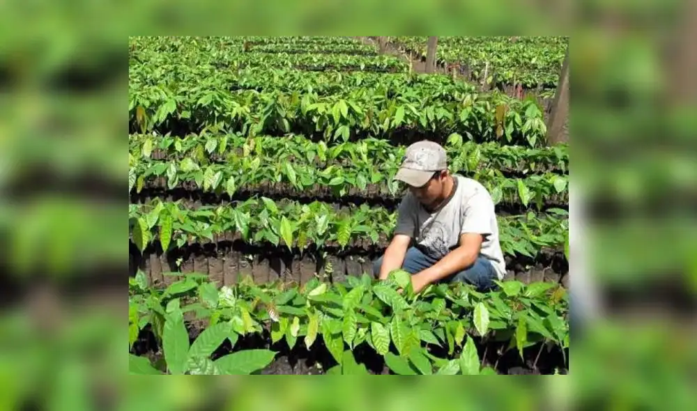 Hasta el momento se aprobaron dos decretos de urgencia para mitigar el alza de precios. Foto: Ecologiza Verde Hasta el momento se aprobaron dos decretos de urgencia para mitigar el alza de precios. Foto: Ecologiza Verde