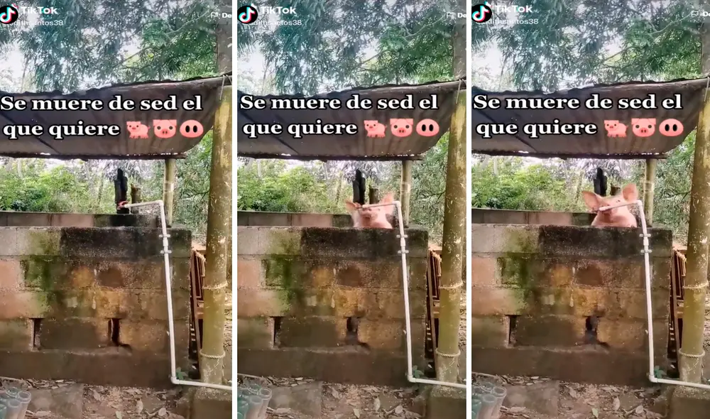 El pequeño cerdito demostró su gran destreza al abrir la llave del caño. Foto: captura de TikTok