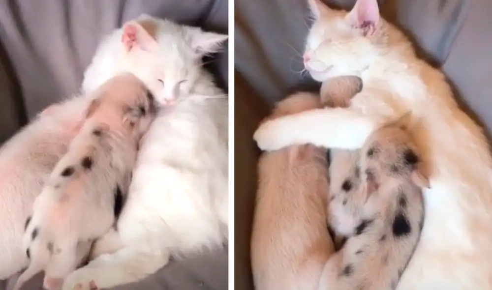 El video viral ha causado gran sensación en las redes sociales. Foto: captura de TikTok