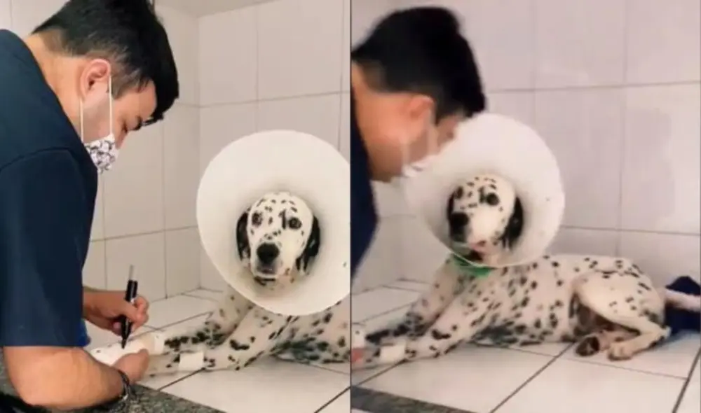 Veterinario pinta el yeso de un dálmata para que “no extrañe” sus manchitas. Foto: captura de TikTok.