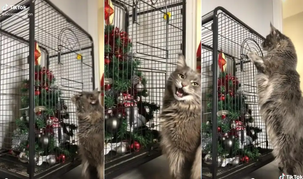 Algunos usuarios en la red manifestaron que usarían la idea del joven para evitar que sus mascotas hagan daños al árbol navideño de sus casas. Foto: captura de TIkTok