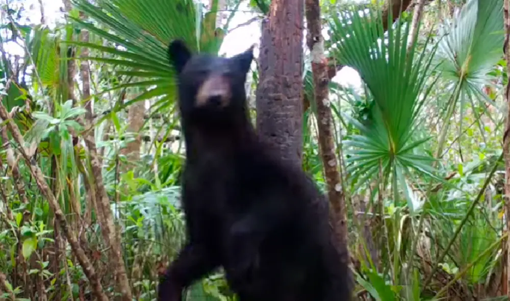 El video ha sido compartido en el canal ViralHog. Foto: captura de YouTube El video ha sido compartido en el canal ViralHog. Foto: captura de YouTube