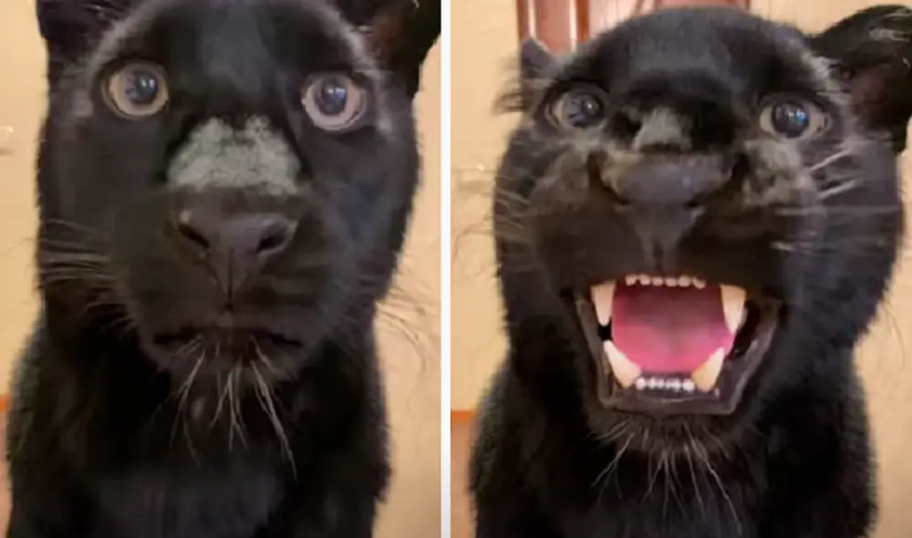 El video viral ha sido compartido en el canal Luna_the_pantera. Foto: captura de YouTube El video viral ha sido compartido en el canal Luna_the_pantera. Foto: captura de YouTube