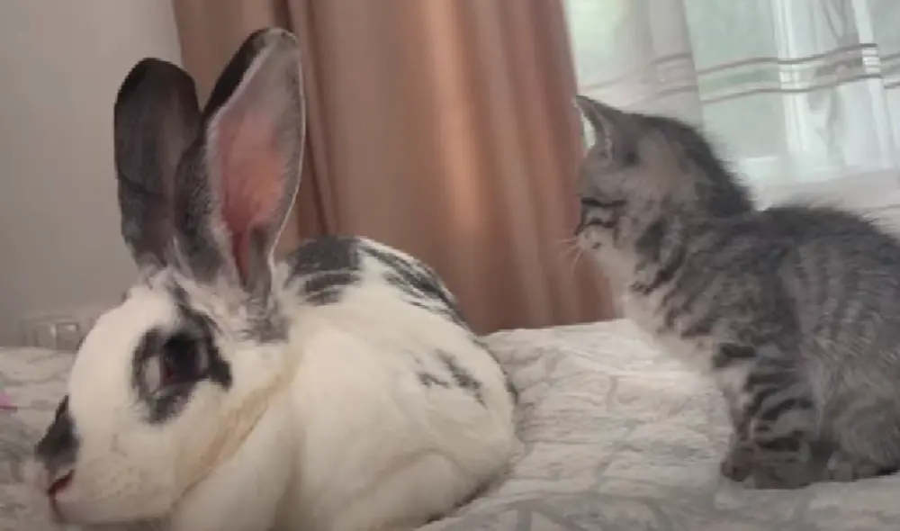 El video ha sido compartido en el canal The Fluffiest. Foto: captura de YouTube