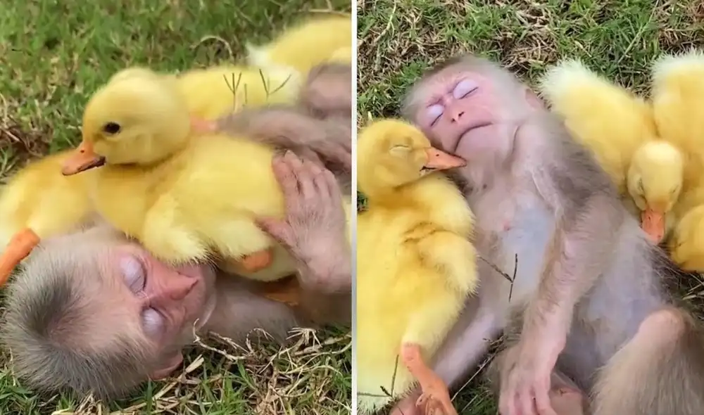 Los usuarios en la red quedan cautivados cada que el joven comparte contenido de su mono, cabra, perros y patitos. Foto: captura de TikTok Los usuarios en la red quedan cautivados cada que el joven comparte contenido de su mono, cabra, perros y patitos. Foto: captura de TikTok