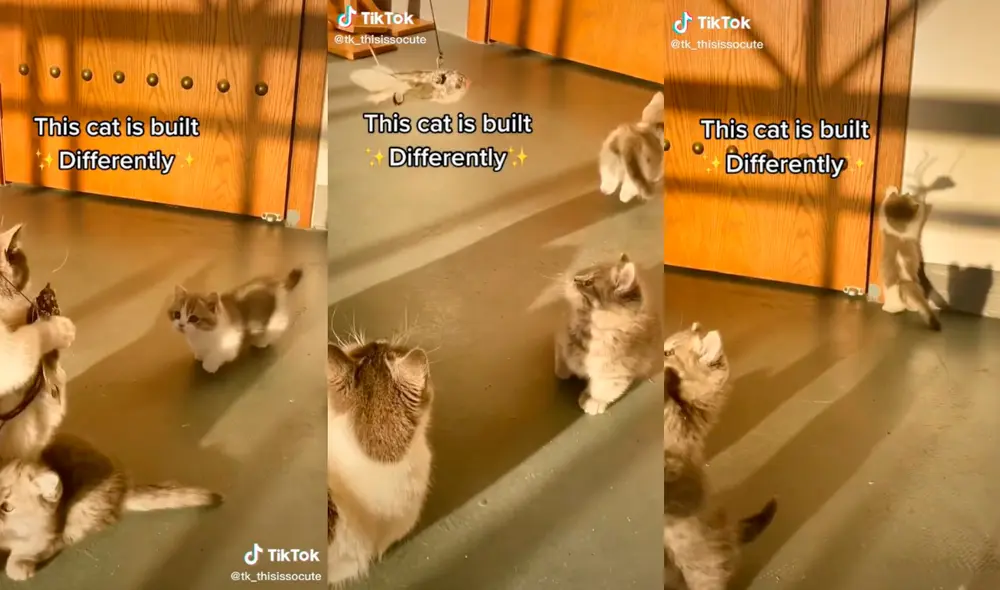 El minino cautivó a miles de usuarios con su singular ocurrencia. Foto: captura de TikTok El minino cautivó a miles de usuarios con su singular ocurrencia. Foto: captura de TikTok