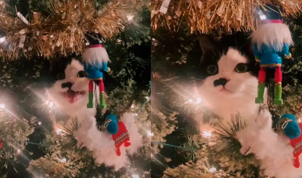 El pequeño animal robó la atención de miles de cibernautas con su hilarante ocurrencia. Foto: captura de TikTok