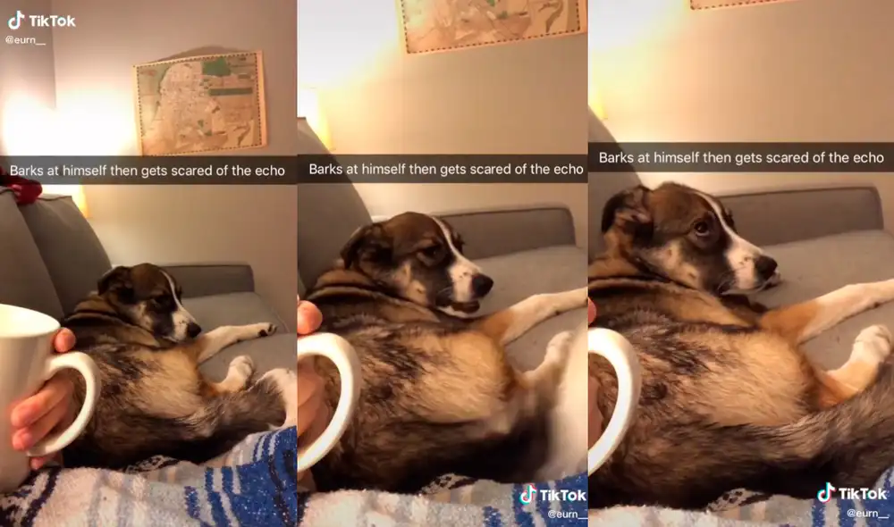 El animal logró divertir a miles de cibernautas con su tierna reacción. Foto: captura de TikTok El animal logró divertir a miles de cibernautas con su tierna reacción. Foto: captura de TikTok