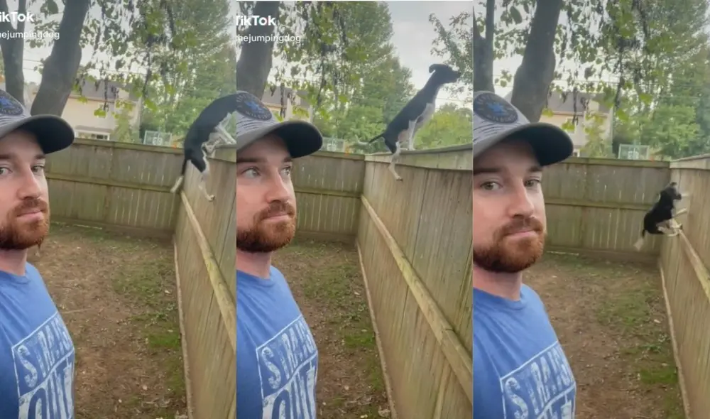 El perrito suele ser grabado por su dueño, quien lo ha vestido en otros clips con trajes de superhéroes como Batman o Superman. Foto: captura de TikTok