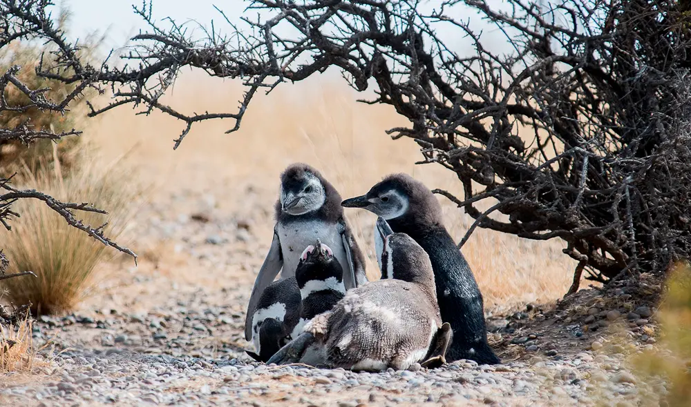 Pingüinos de Magallanes en Punta Tombo. Foto: ArgentinaVisión Pingüinos de Magallanes en Punta Tombo. Foto: ArgentinaVisión
