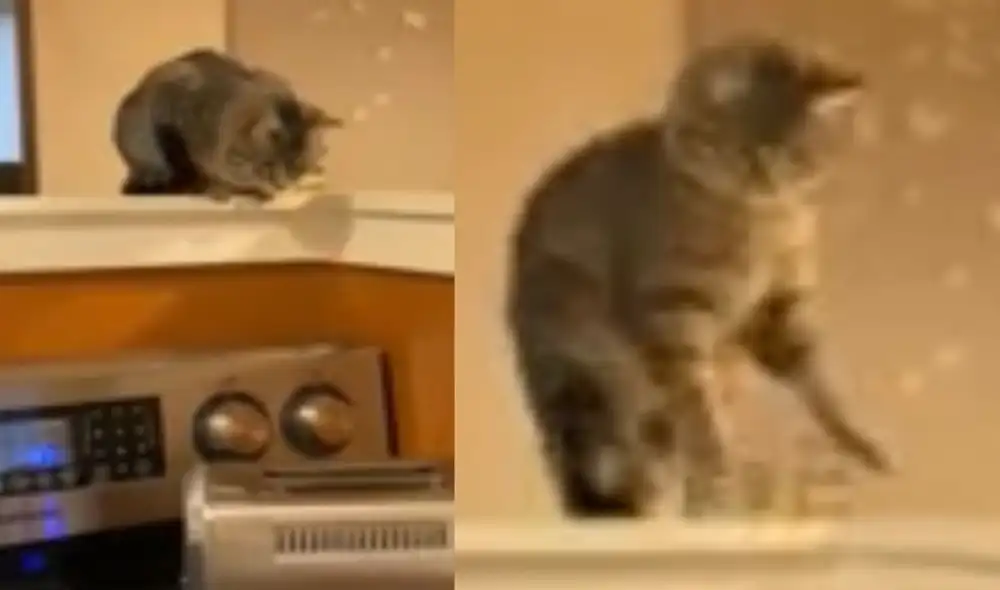 Gato inspecciona una tostadora y recibe sorpresa aterradora en forma de pan. Foto: captura de TikTok