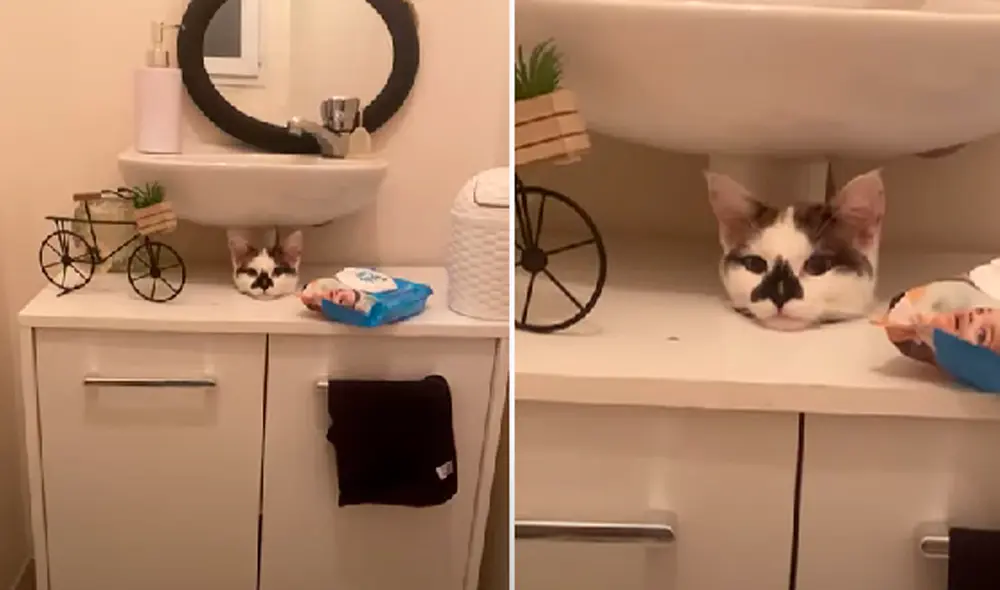 El video ha sido compartido en el canal ViralHog. Foto: captura de Facebook