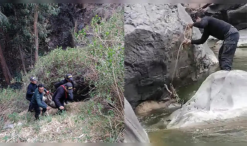 Para auxiliarlo, los policías descendieron aproximadamente 70 metros hasta llegar a la orilla del río. Foto: composición La República/ PNP
