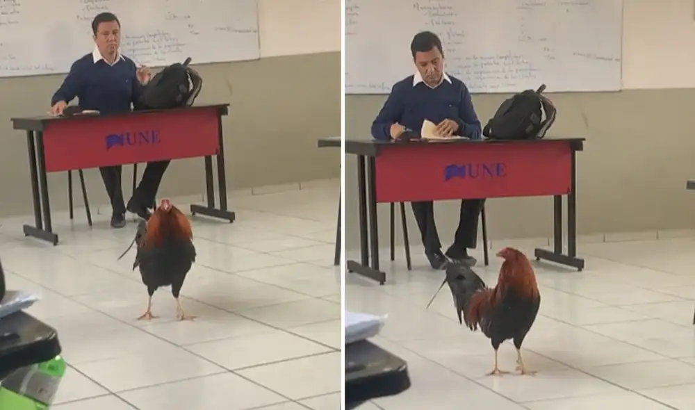 El profesional vio cómo el animal hacía de las suyas, pero no le tomó mayor atención. Foto: captura de TikTok