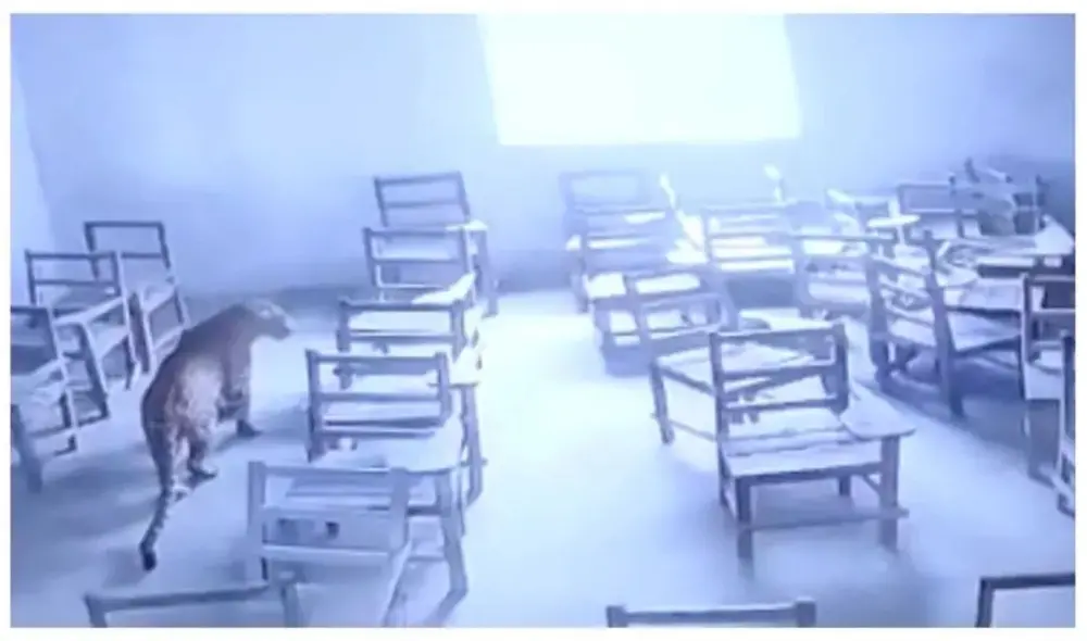 Leopardo deambula por las aulas de una universidad y ataca a un estudiante. Foto: captura de TikTok.