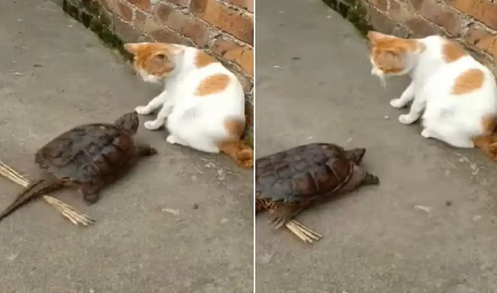Gato se salva de ser mordido por una pequeña tortuga. Foto: captura de TikTok.