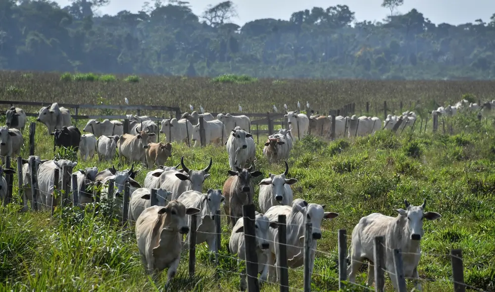 La deforestación en la Amazonía durante el 2019 fue de 1,7 millones de hectáreas. Foto: AFP