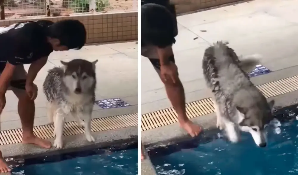 Un perro demostró su temor y permaneció frente al agua; sin embargo, su dueño trató de cambiar la situación al alentarlo con frases. Foto: captura de Facebook