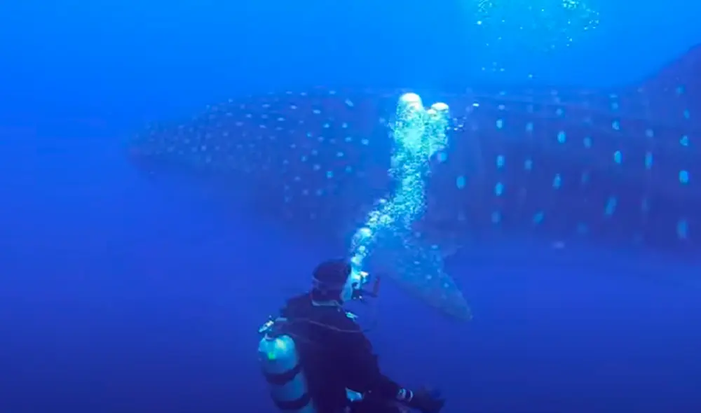 El video ha sido compartido en la página Rumble Viral. Foto: captura de Facebook