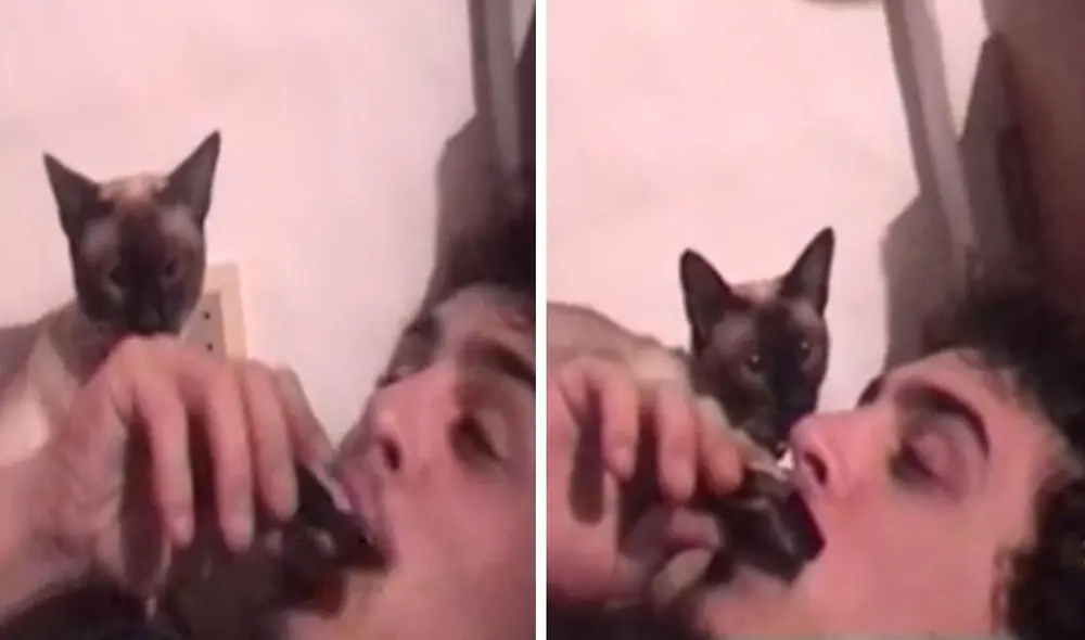 Un gato se percató de que su dueño tocaba un instrumento y no tuvo mejor idea que unirse a él para que interpreten una improvisada melodía. Foto: captura de TikTok