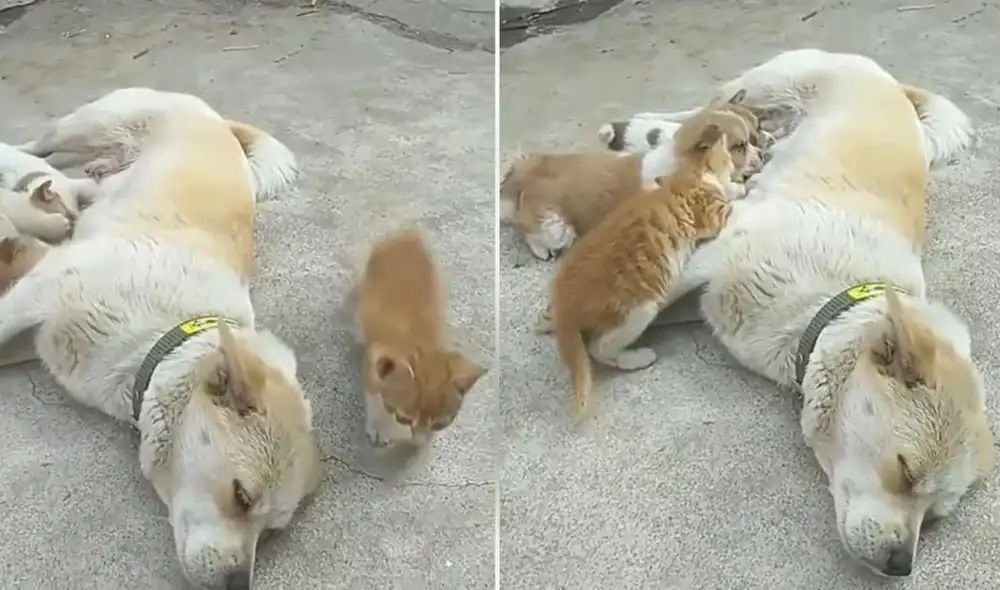 El usuario Cristian Zetas suele compartir videos e historias de animales que cautivan y conmueven a los internautas. Foto: captura de YouTube El usuario Cristian Zetas suele compartir videos e historias de animales que cautivan y conmueven a los internautas. Foto: captura de YouTube