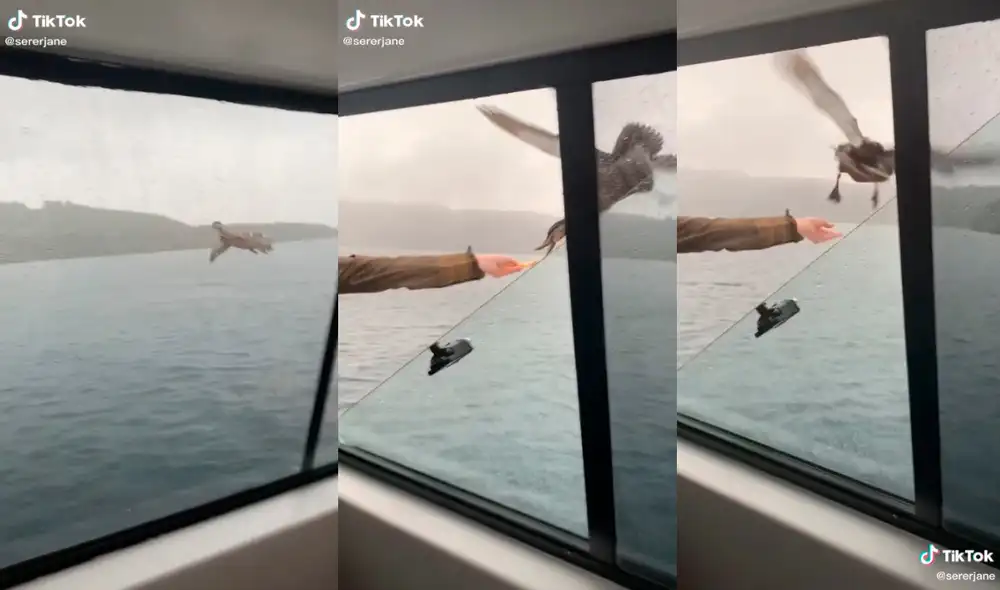 El ave cautivó a miles de usuarios con su sensacional comportamiento. Foto: captura de TikTok