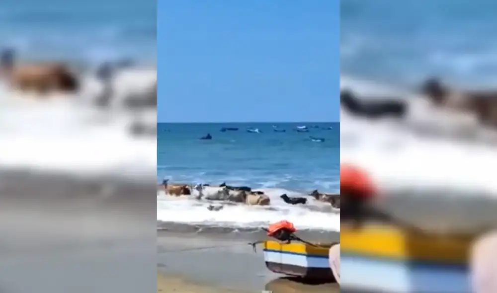 Varios bañistas y pescadores quedaron sorprendidos al observar el hecho. Foto: Vídeo de Fondepes