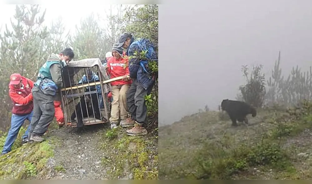 Veterinarios examinaron su estado de salud y al comprobar que estaba en óptimas condiciones, fue liberado en el bosque montano de Torohuaycco. Foto: composición La República/Dirección Regional Agraria Ayacucho Veterinarios examinaron su estado de salud y al comprobar que estaba en óptimas condiciones, fue liberado en el bosque montano de Torohuaycco. Foto: composición La República/Dirección Regional Agraria Ayacucho